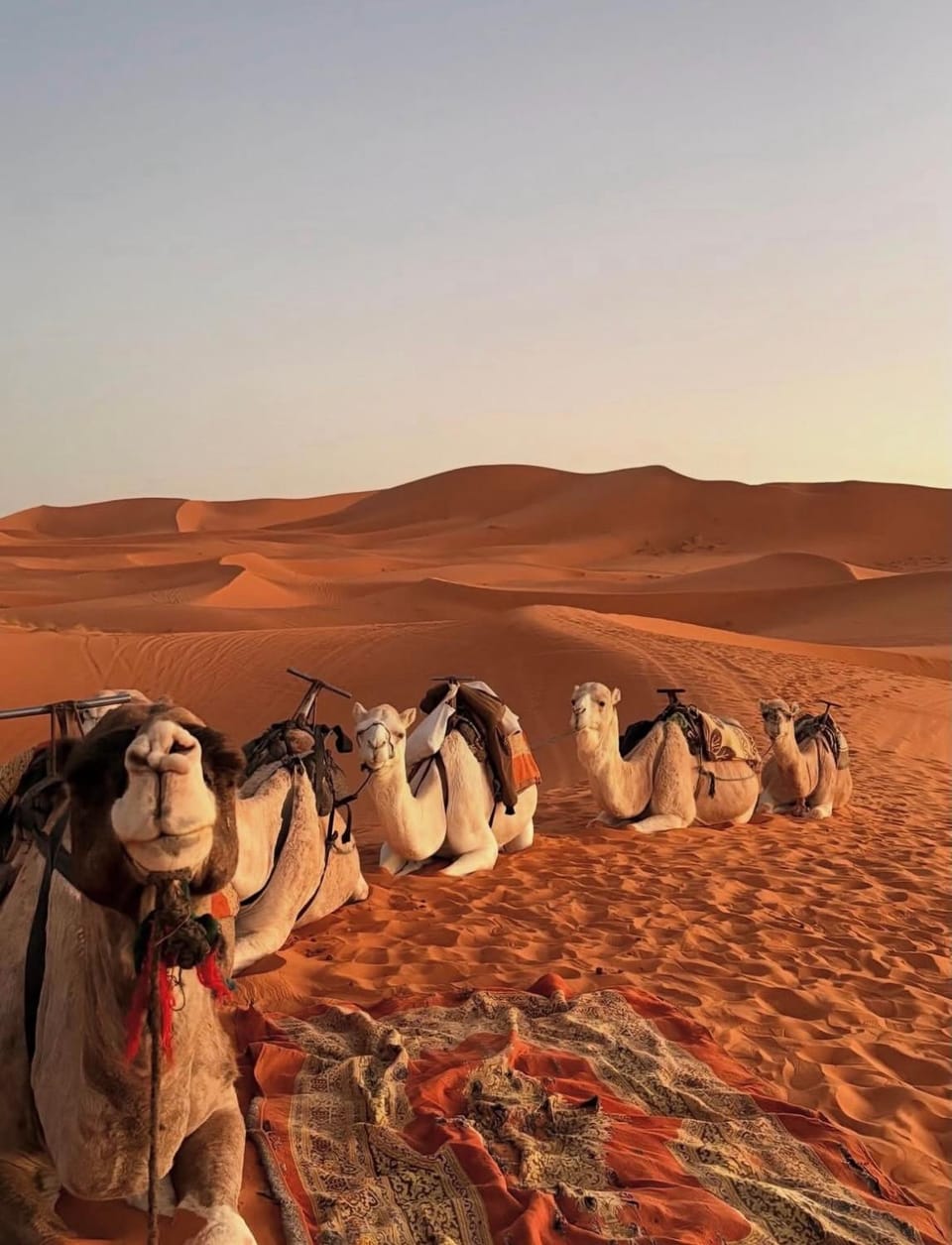 Merzouga desert camp Luxury tent in Morocco