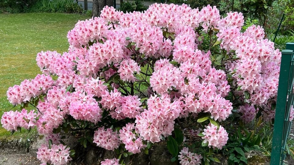 Spring