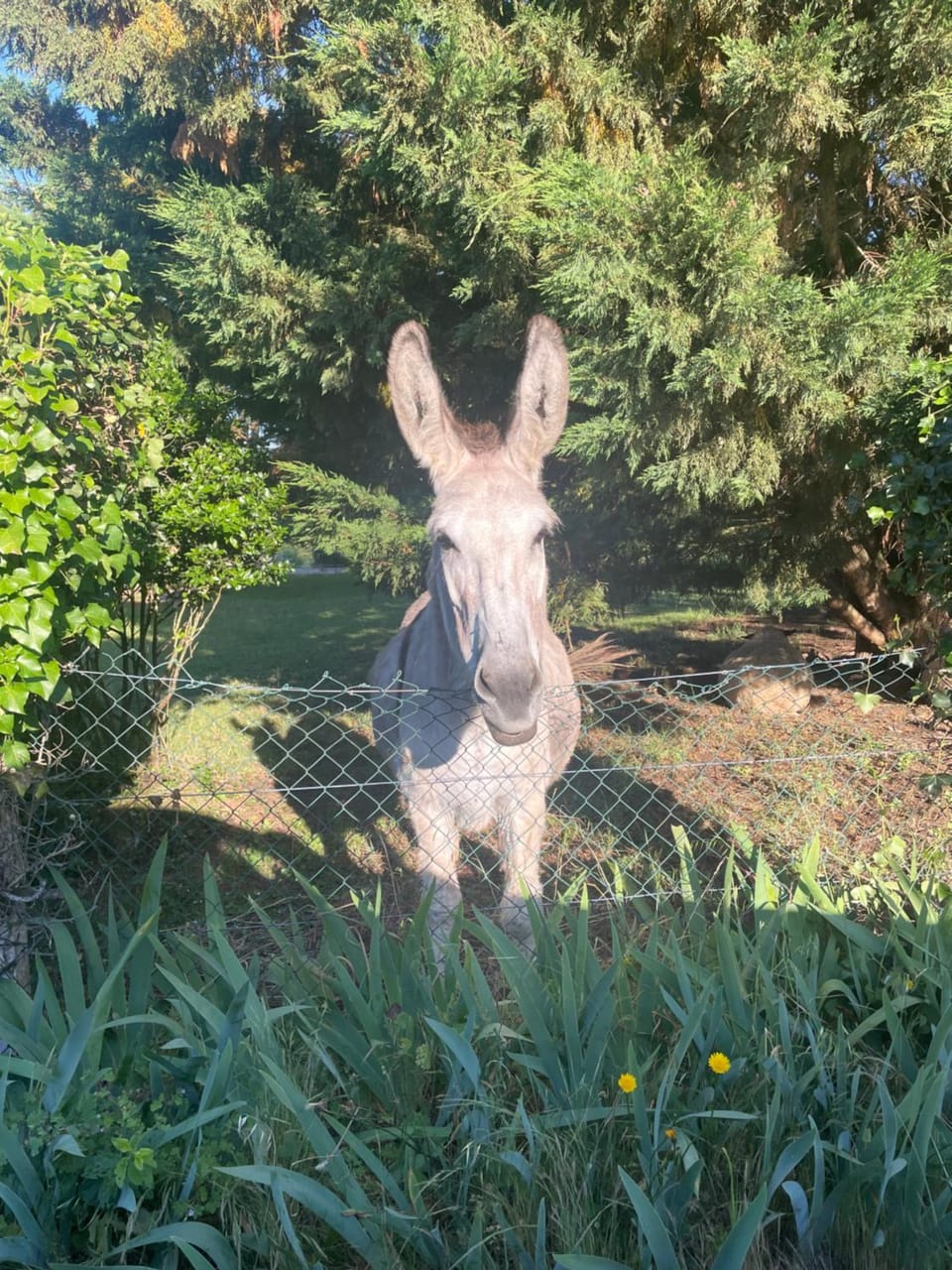 Animals