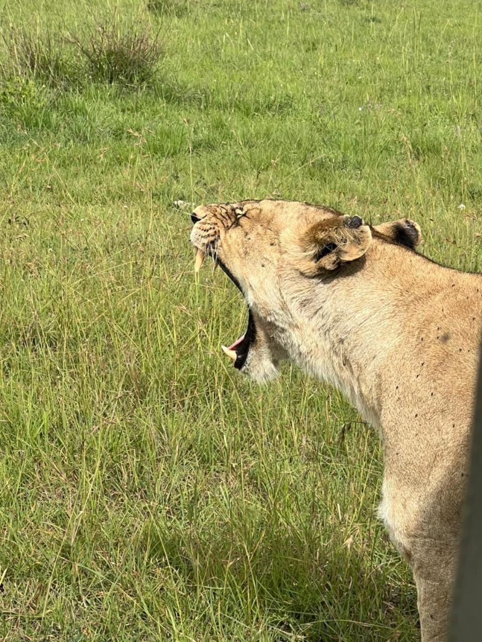 Mara oasis Nature lodge in Kenya