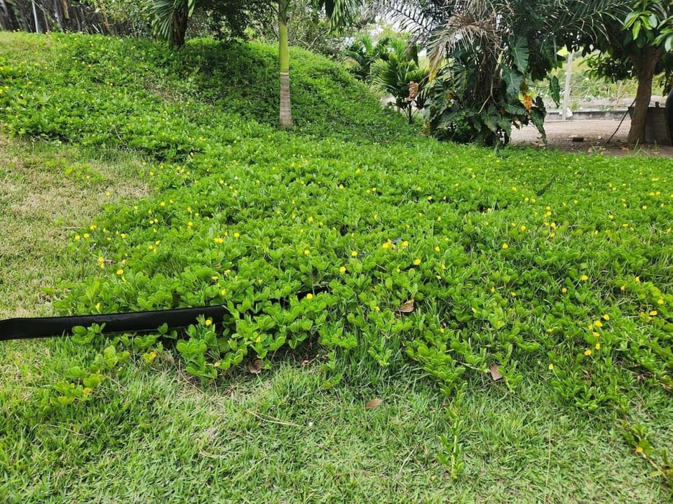 Natural landscape, Garden view