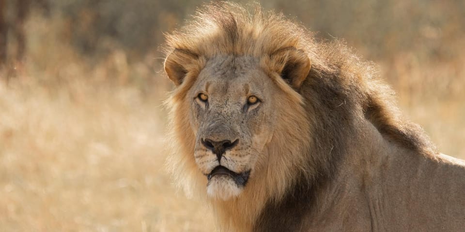 Animals