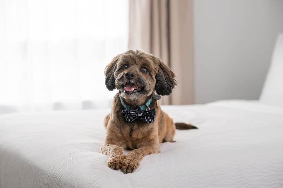 pet friendly