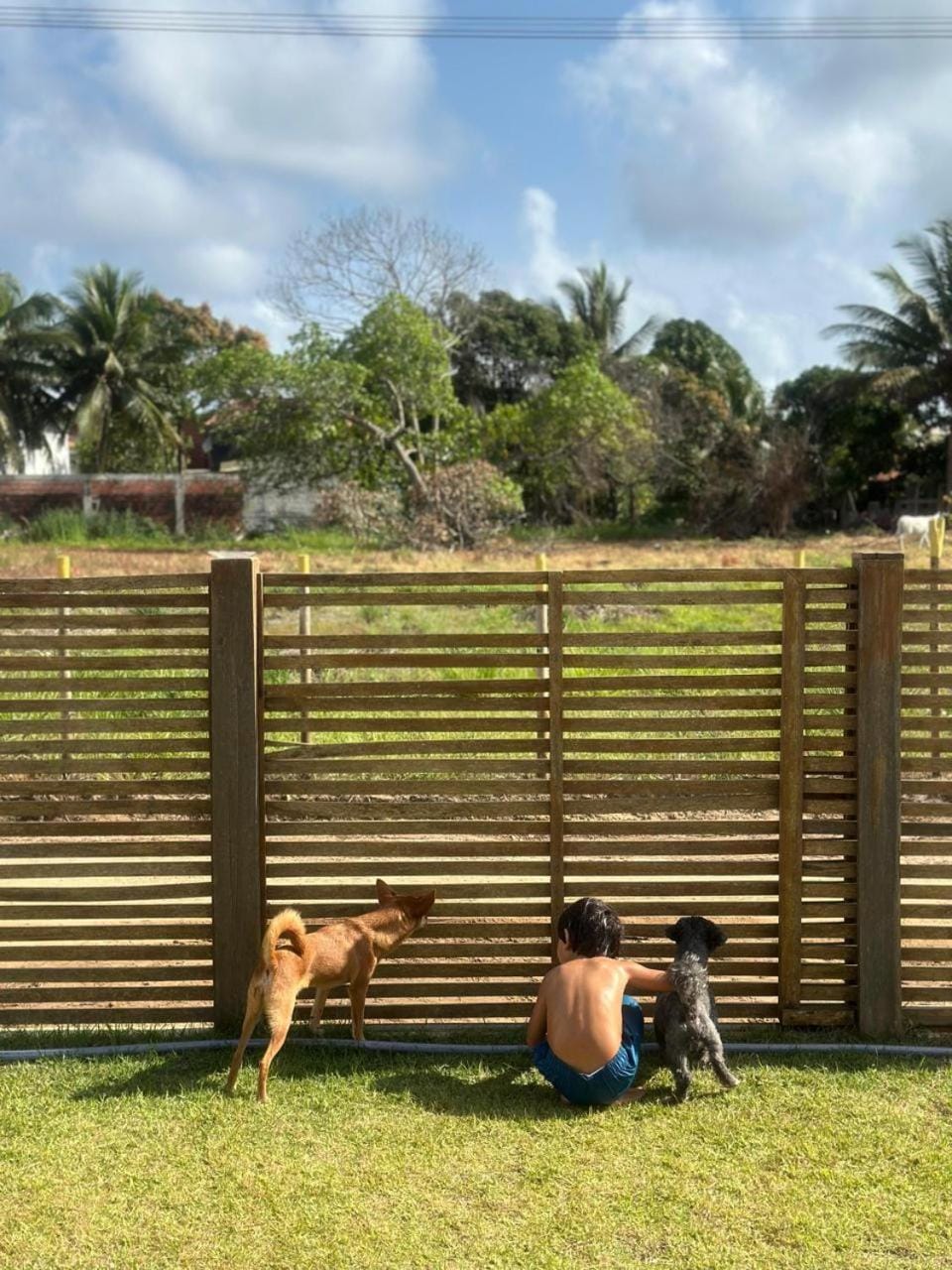 Animals, Pets