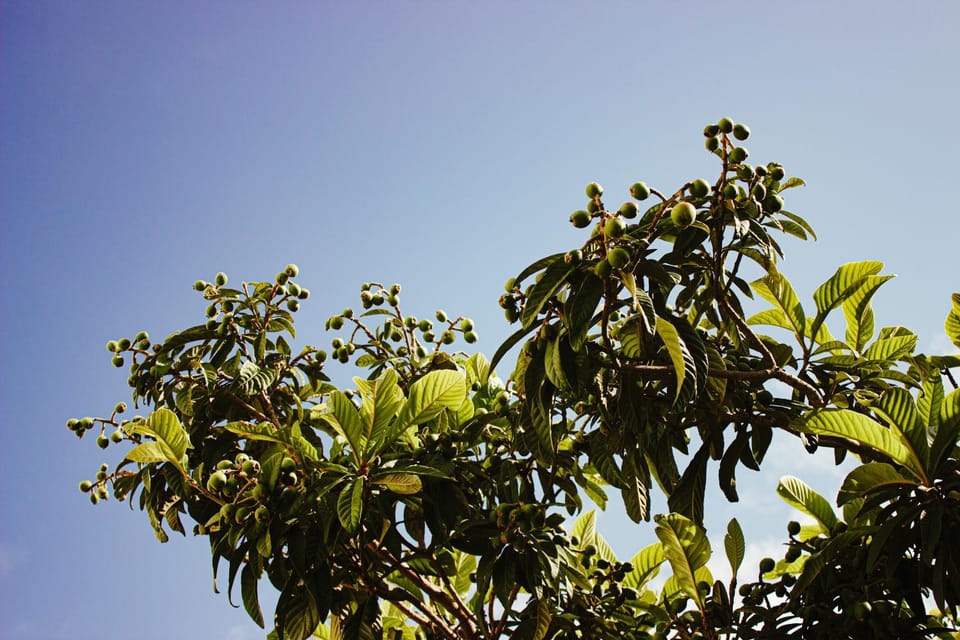La Campina de Don Paulu Farm Stay in Apulia