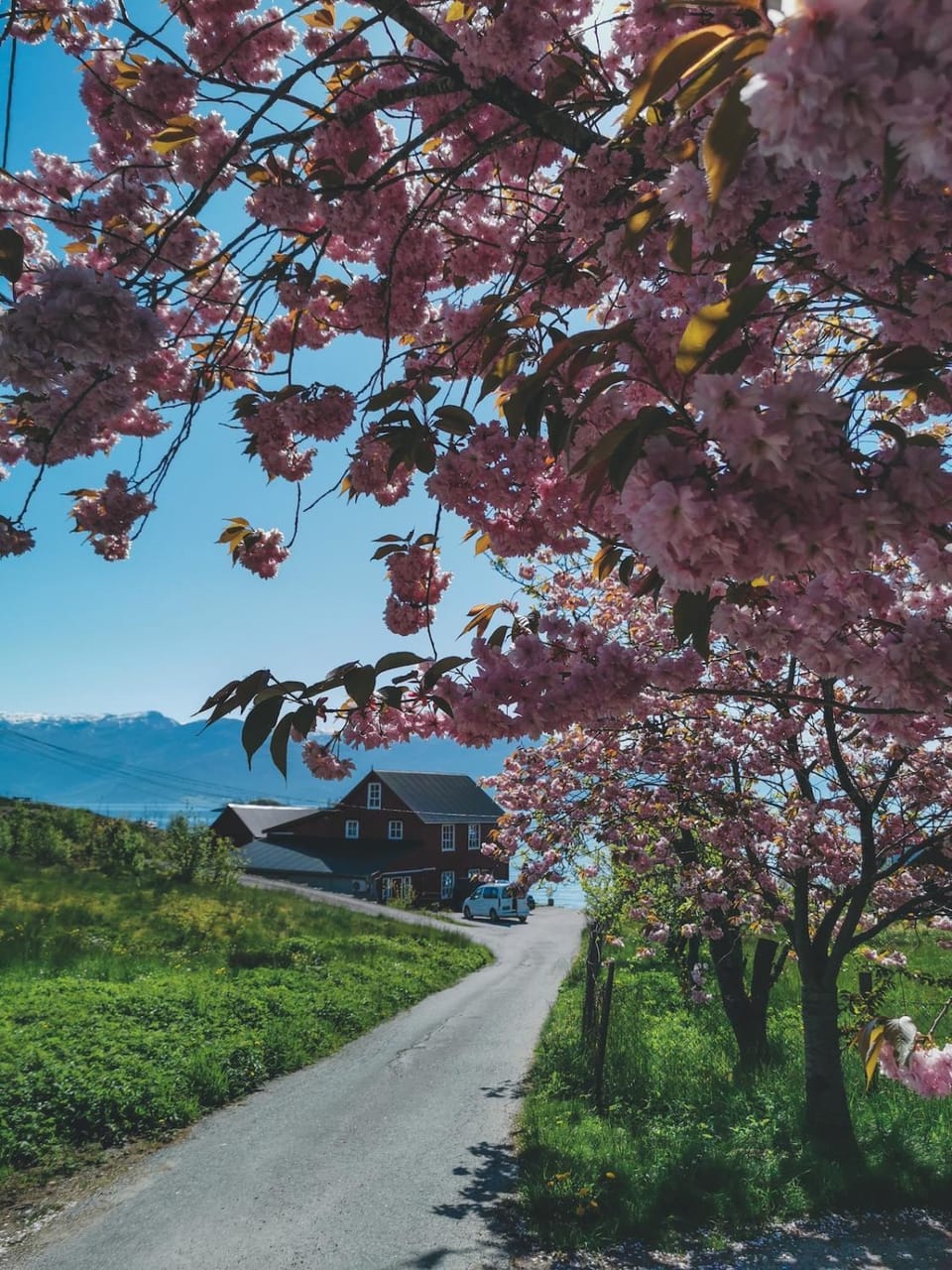 Spring, Summer, Garden view