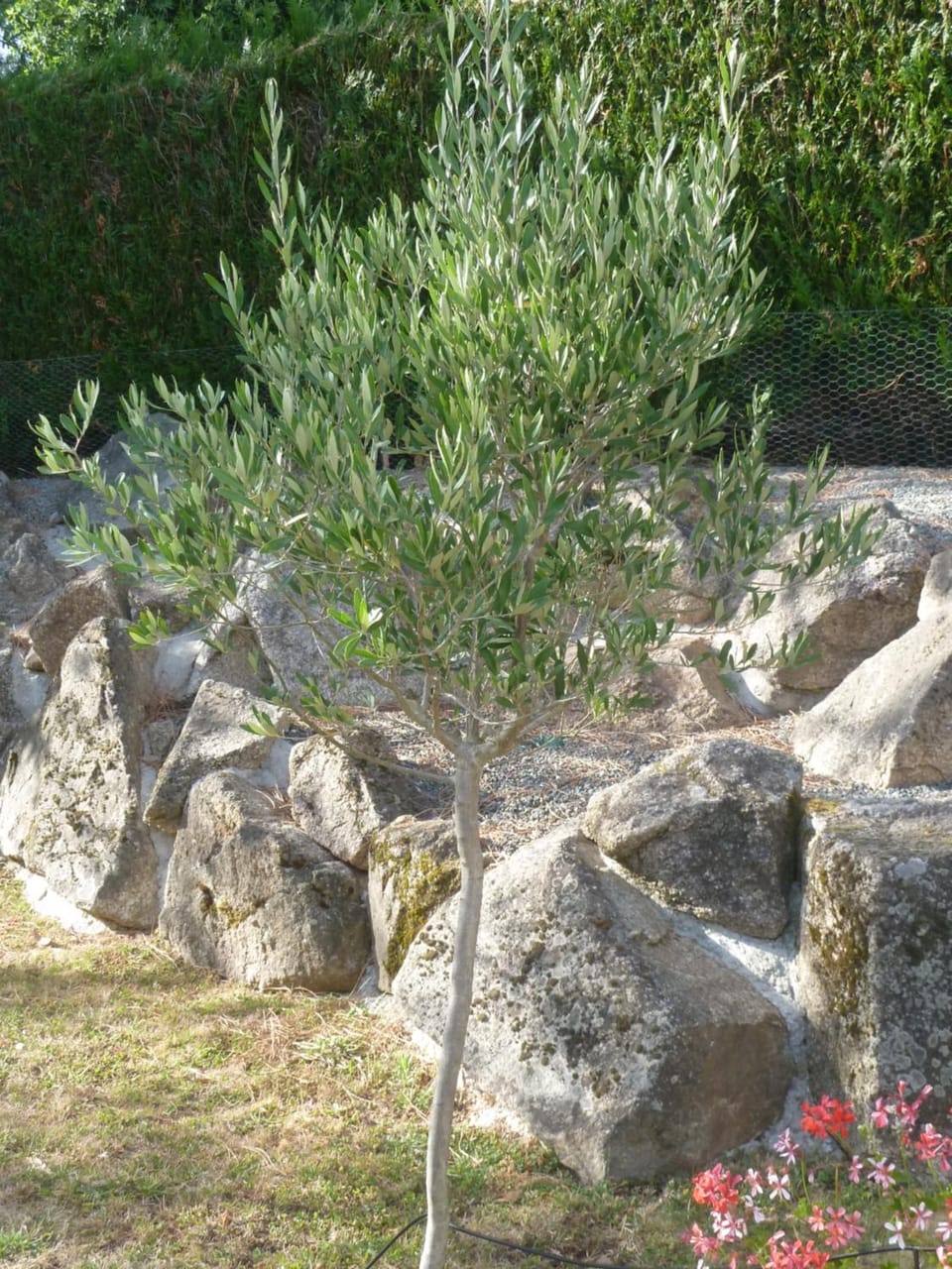Natural landscape, Garden