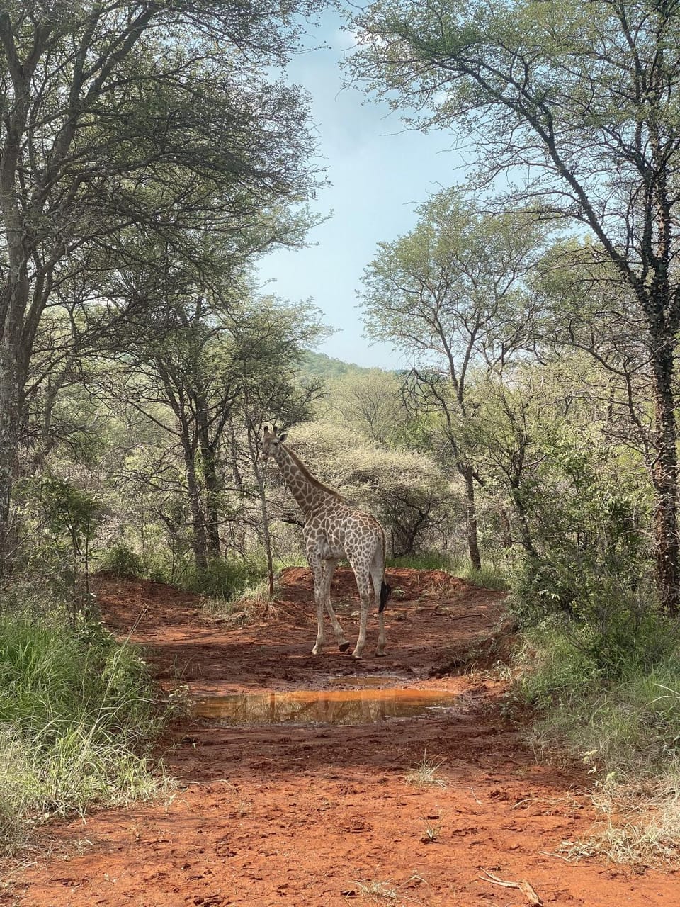 Natural landscape, Animals