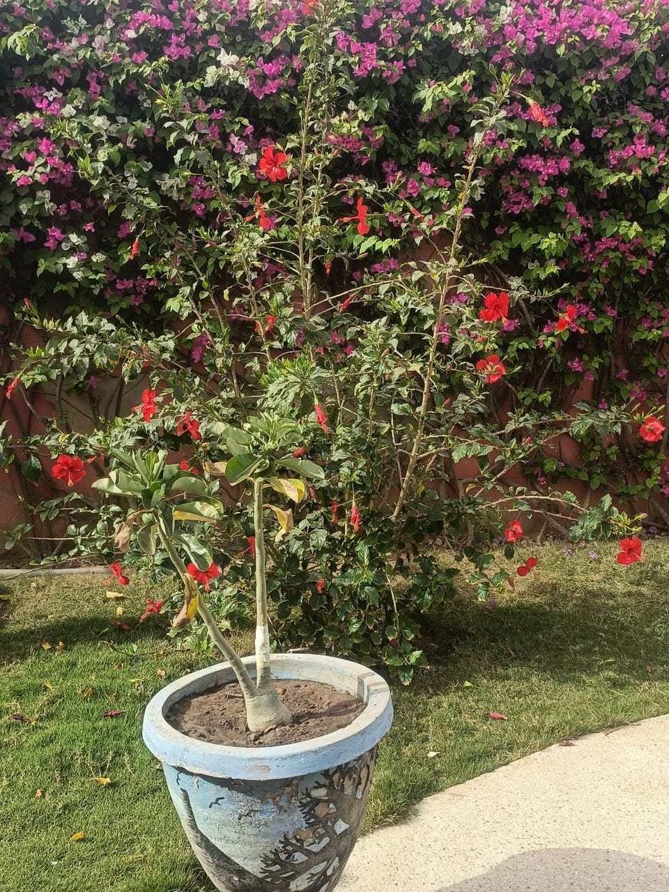 Garden view