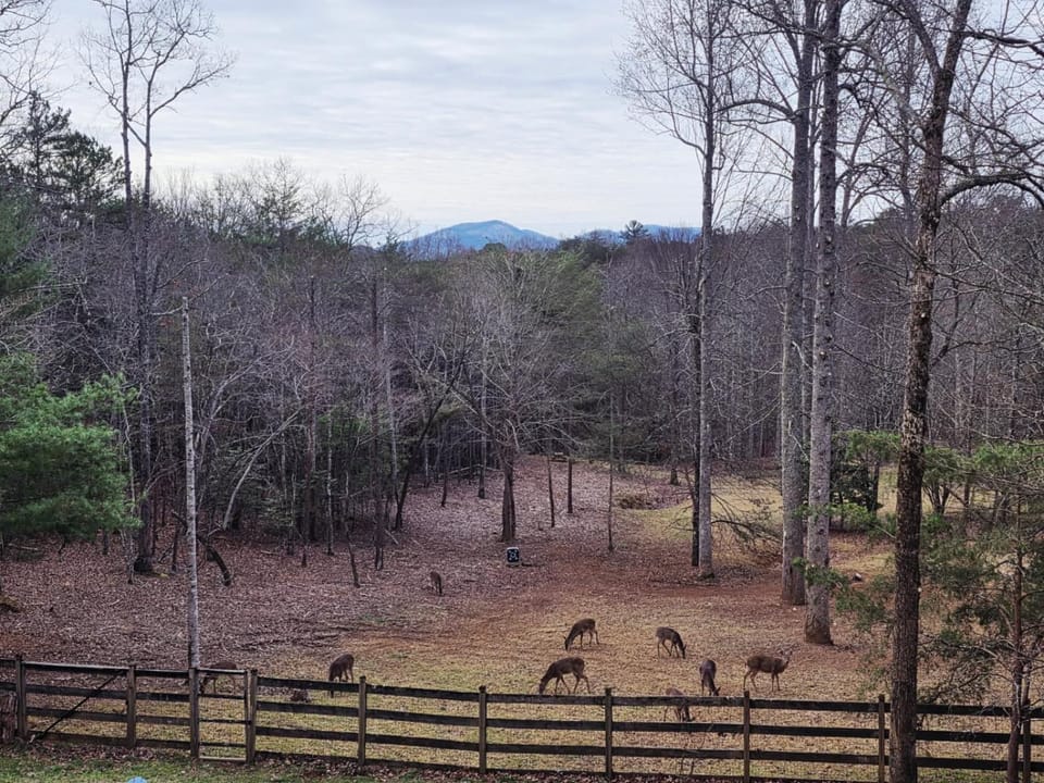 Golden Acres - Morganton, GA - Enjoy Peaceful Forest Views, Soak in the Hot Tub, Rack Up a Game of Pool, and Enjoy Game Nights i House in Georgia