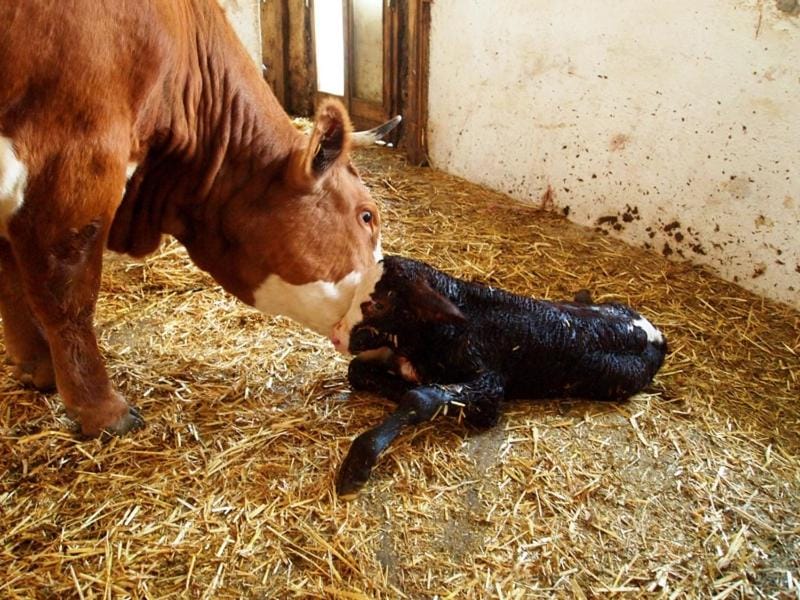 Mayringerlehen Bed and Breakfast in Schönau am Königssee
