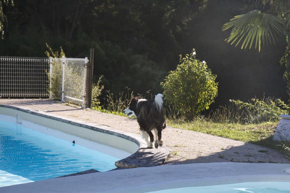 Swimming pool, pet friendly