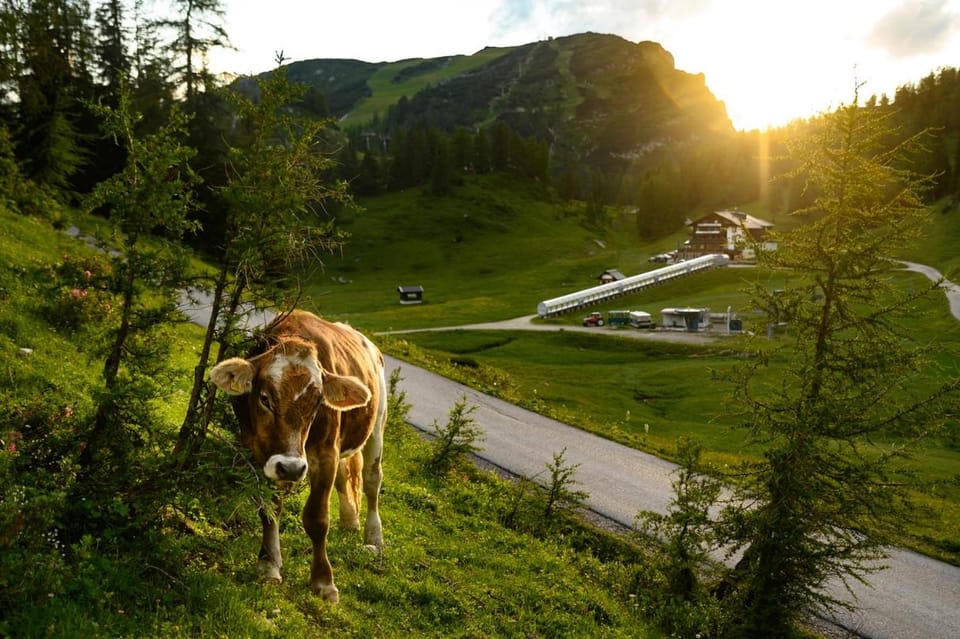 Animals, Mountain view