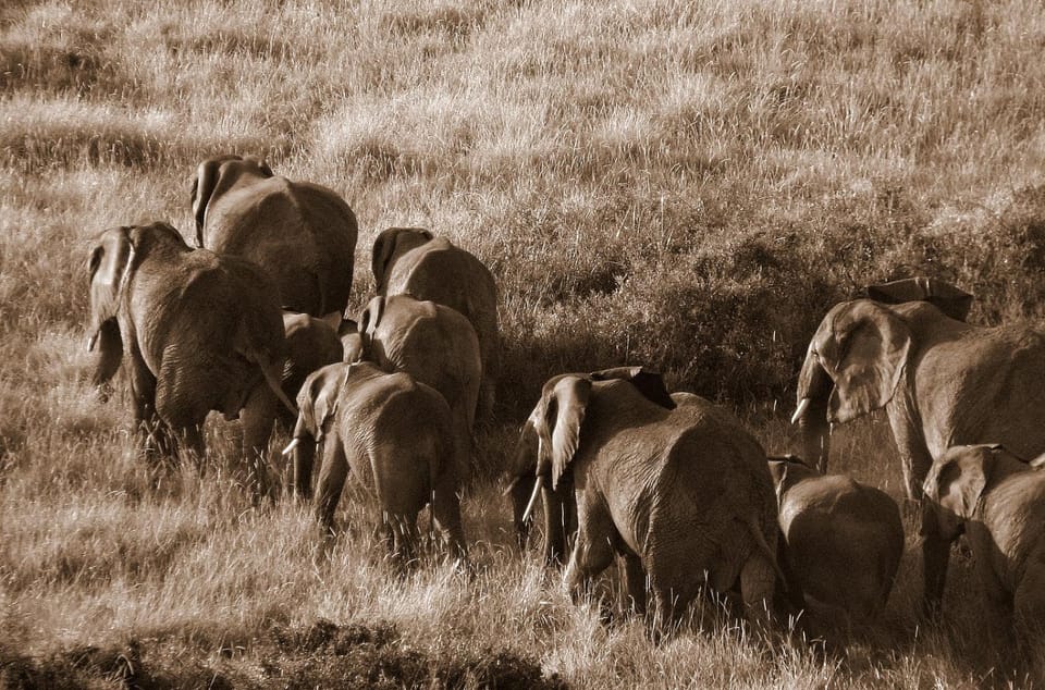 Animals