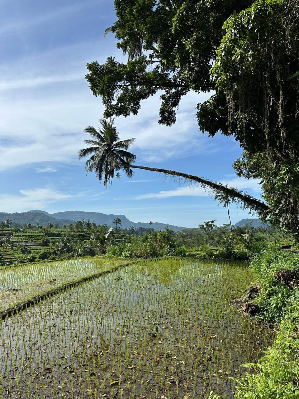Natural landscape