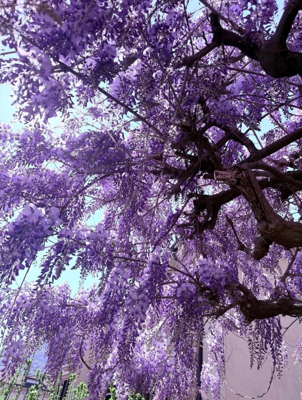 Spring, Natural landscape, Garden, Garden view
