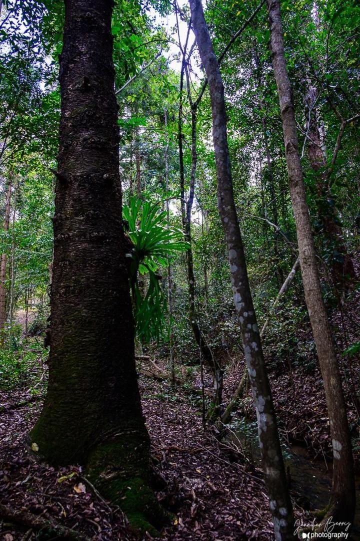 Little Soho- Romantic Vintage Stay l Noosa Hinterland House in Queensland
