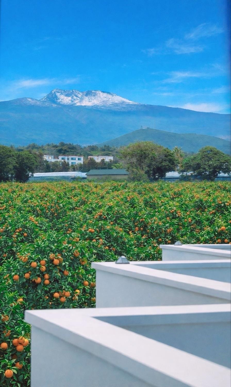 동홍별장 Fantastic Tangerine Orchard, Hallasan View, Private Villa for One Team Only, Large BBQ, Toddler Hot Spring Pool, Large Family, Top Rated Location House in South Korea