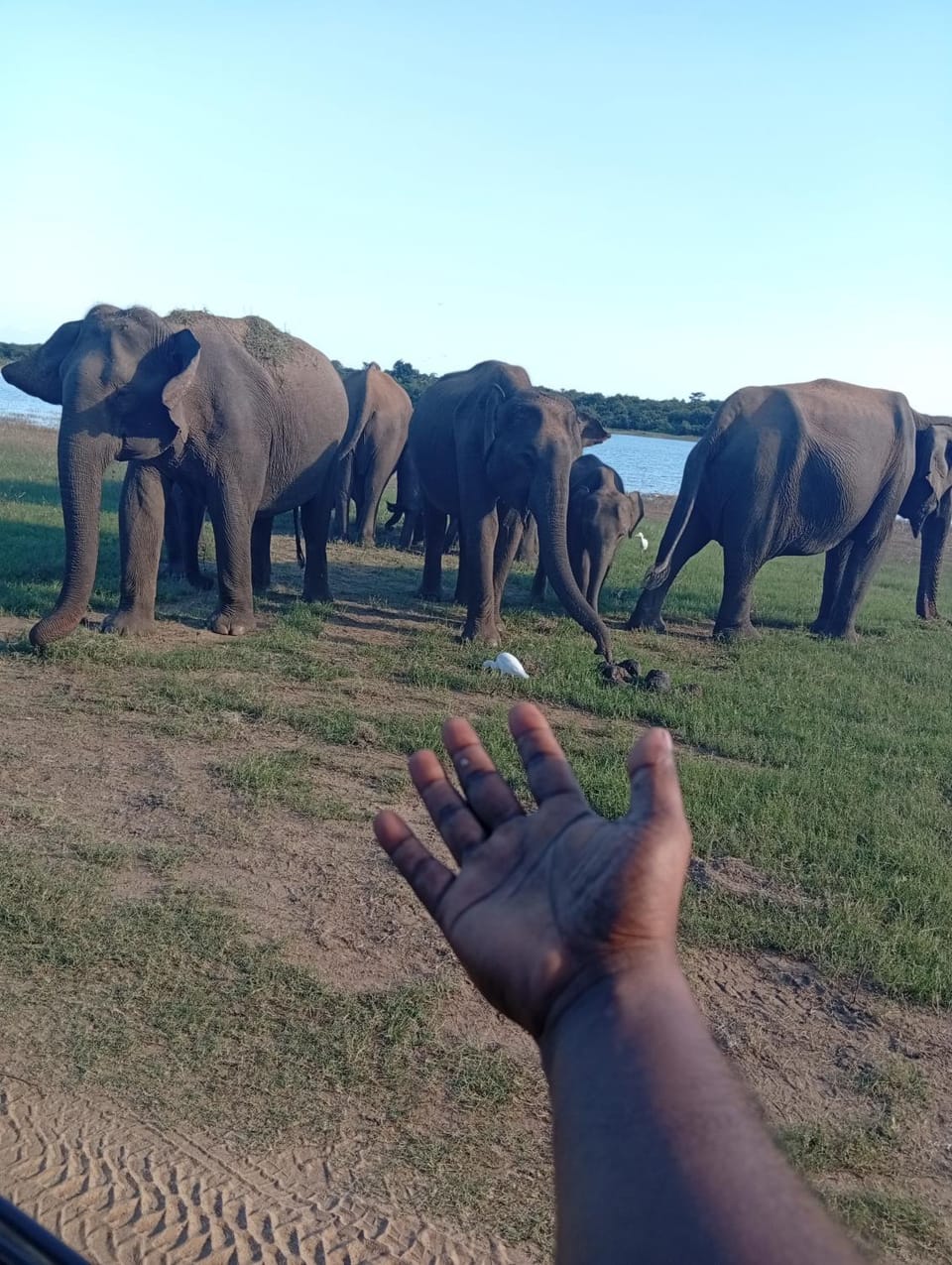 wild elephant Safari Cottage Bed and Breakfast in Uva Province, Sri Lanka