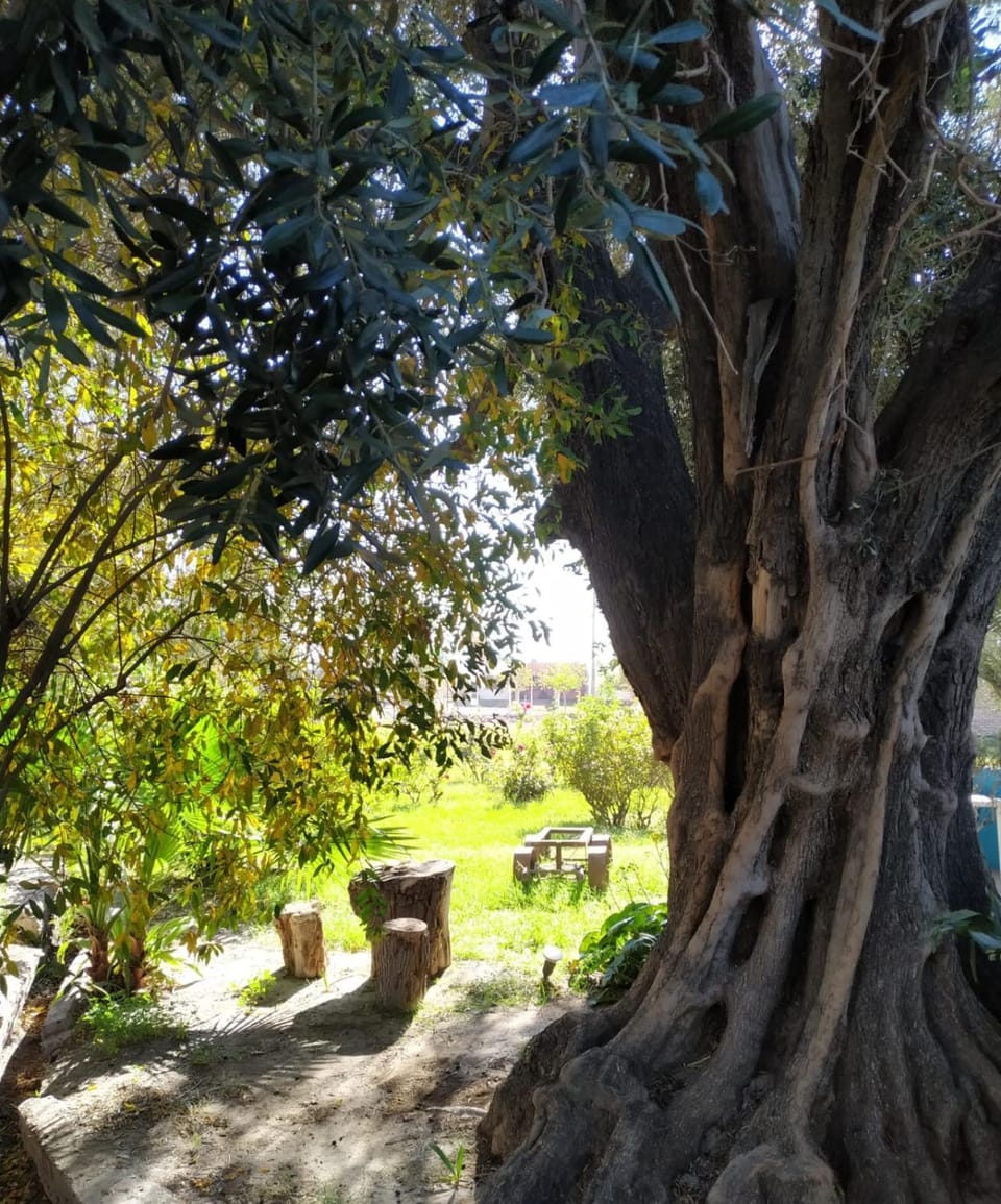 Garden view