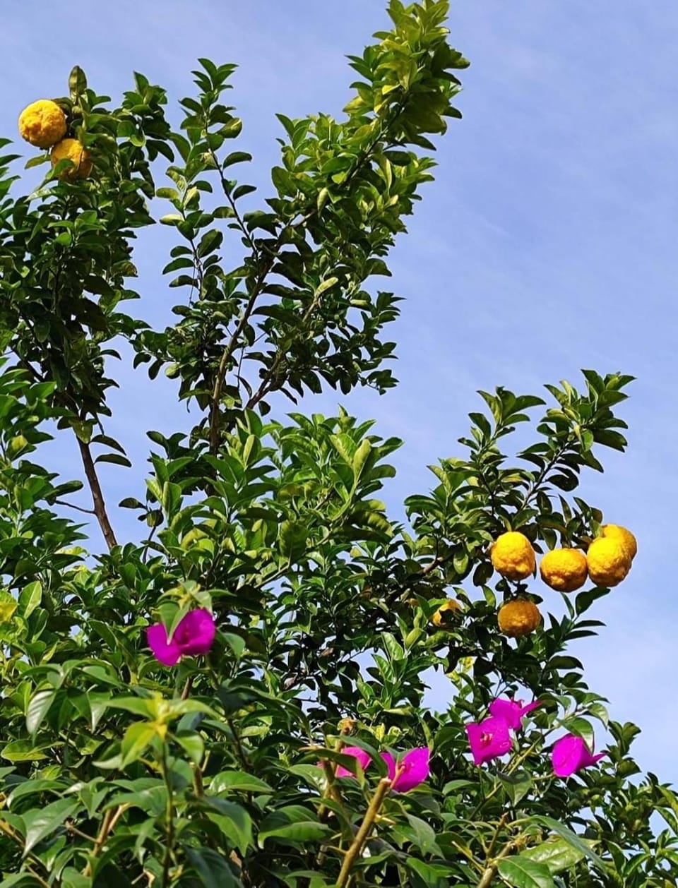 Spring, Garden view