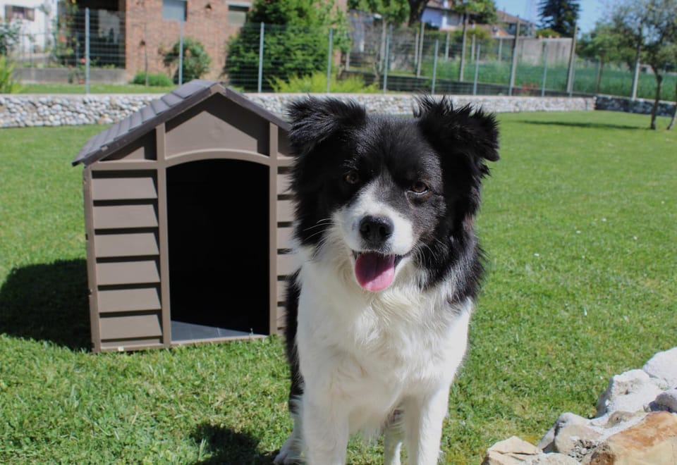Garden, Pets