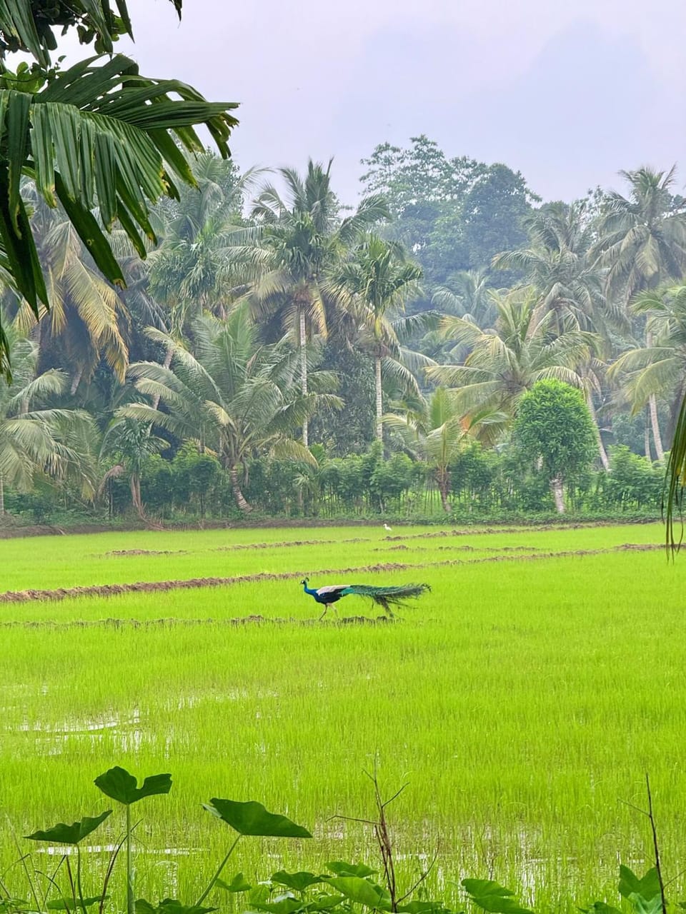 Natural landscape