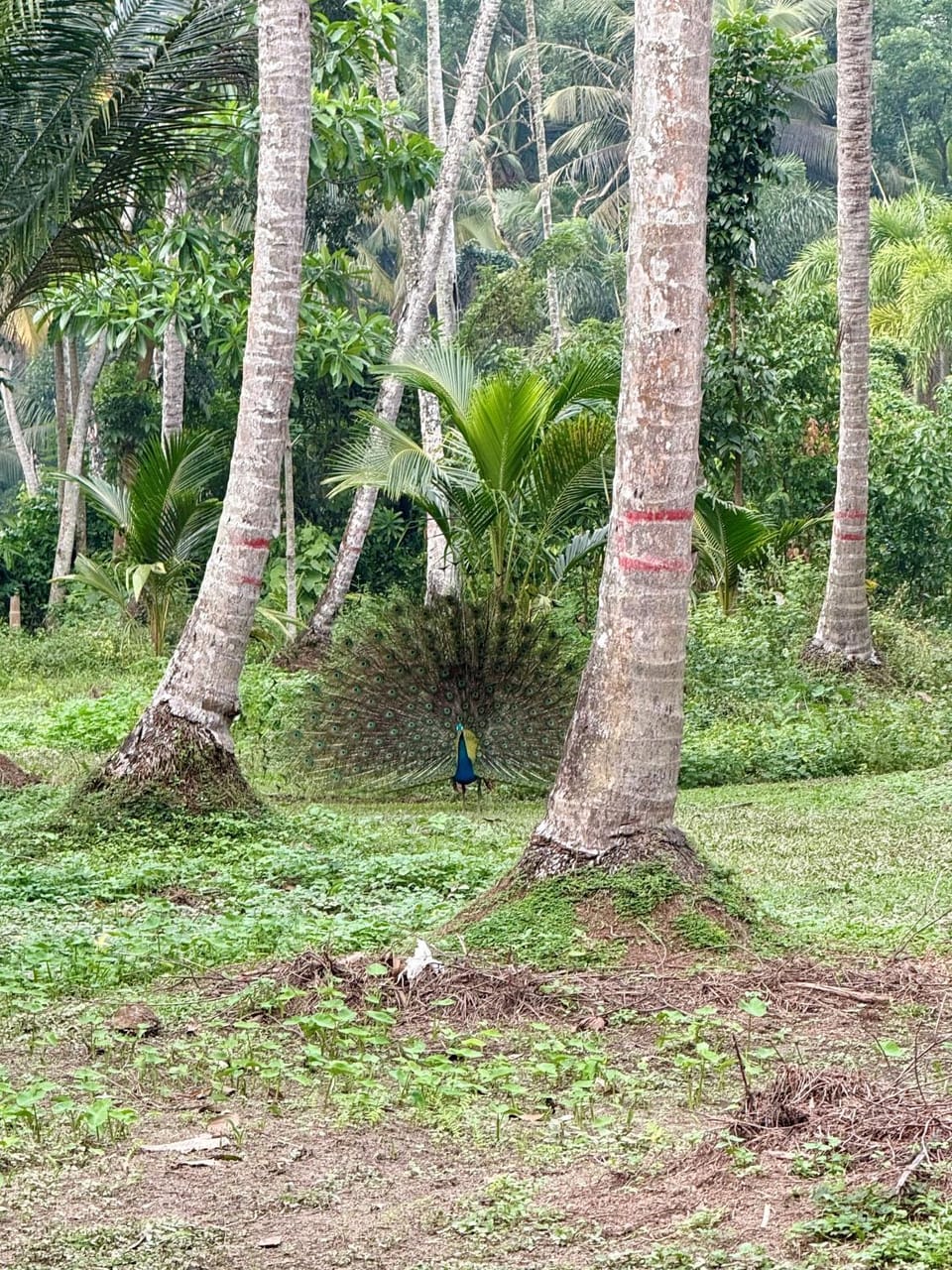 Garden view