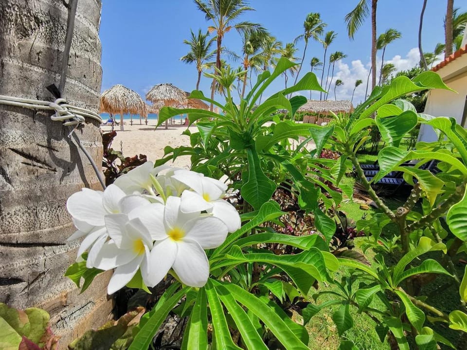 unique suites at los corales area long term vacation Apartment in Punta Cana
