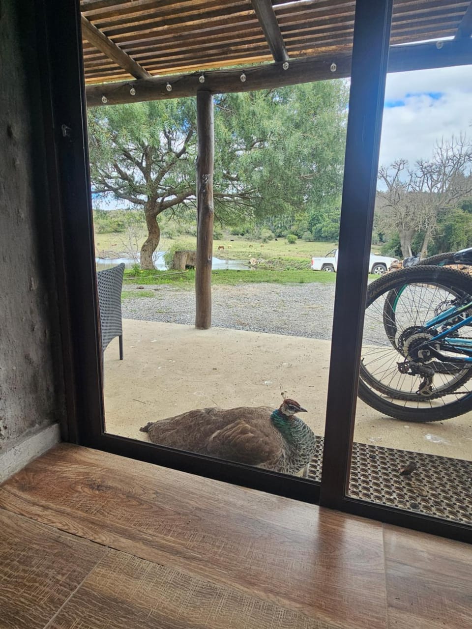 Animals, Lake view