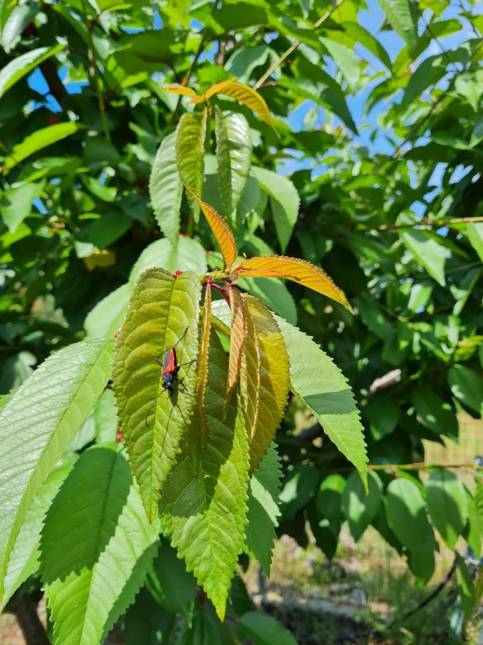 Beautiful villa with a wonderful sea view Villa in Halkidiki