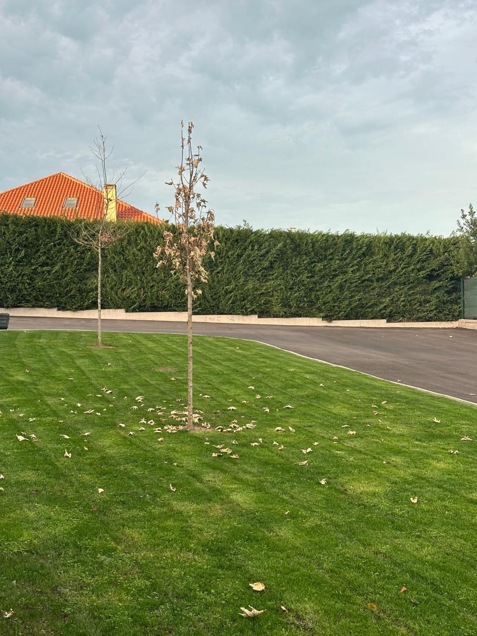 Patio, Off site, Garden