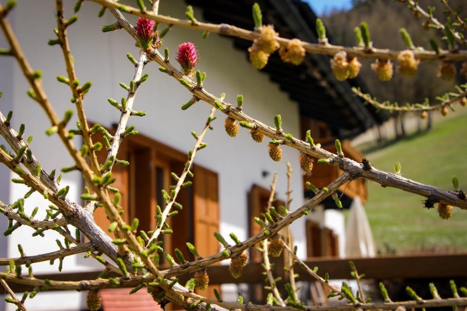 Spring, Garden, Garden view