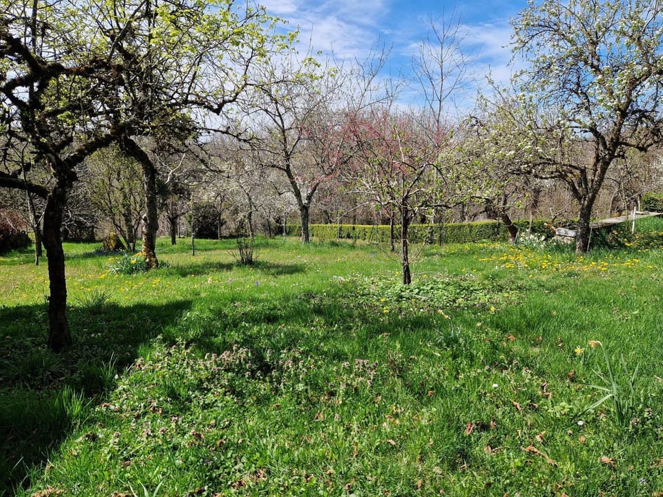 Patio, Garden, Garden view