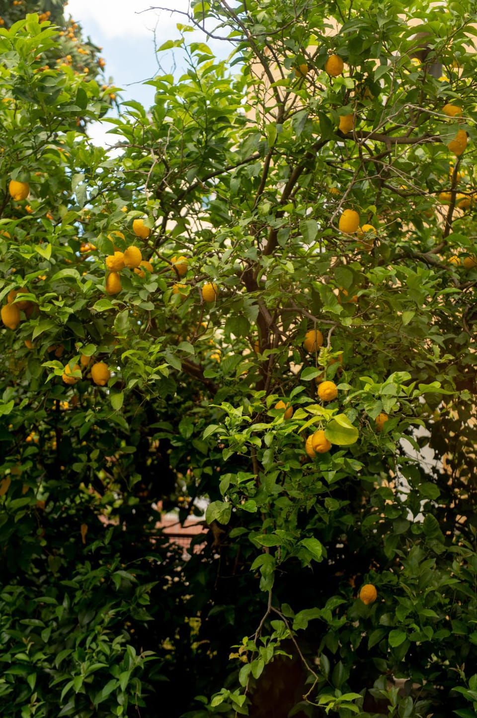 Garden view