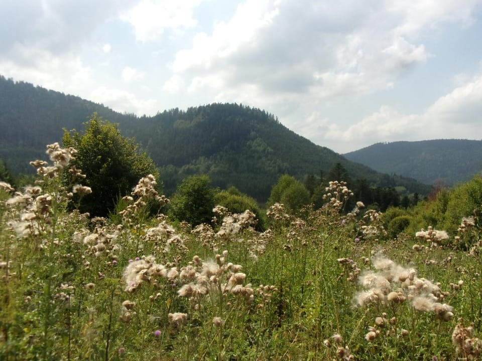 Mountain view