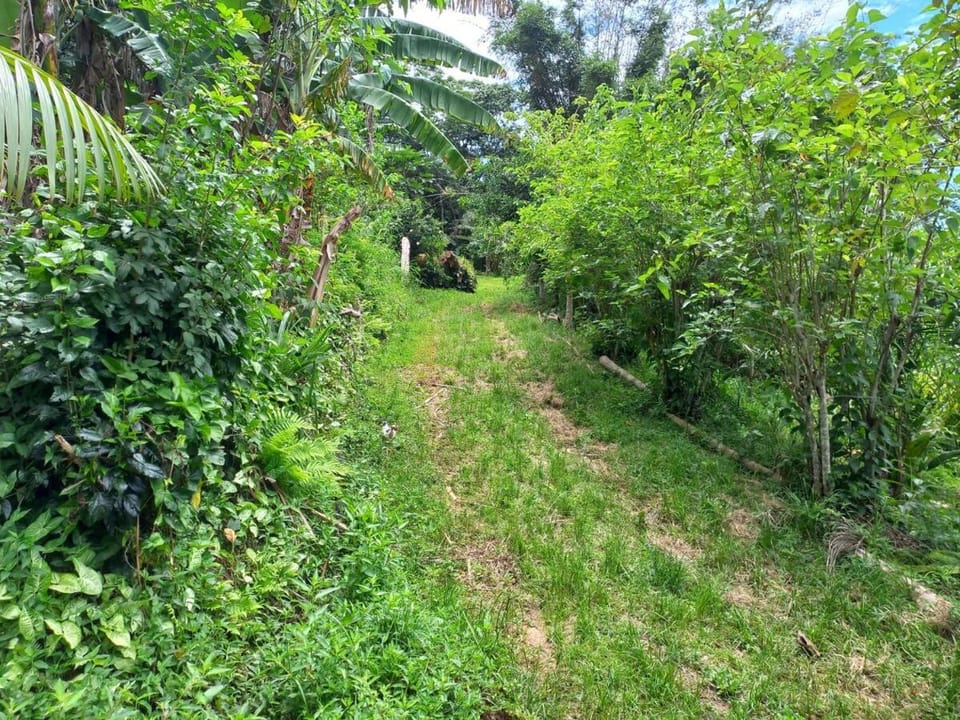 Studio na floresta com cheirinho de roça House in Saquarema