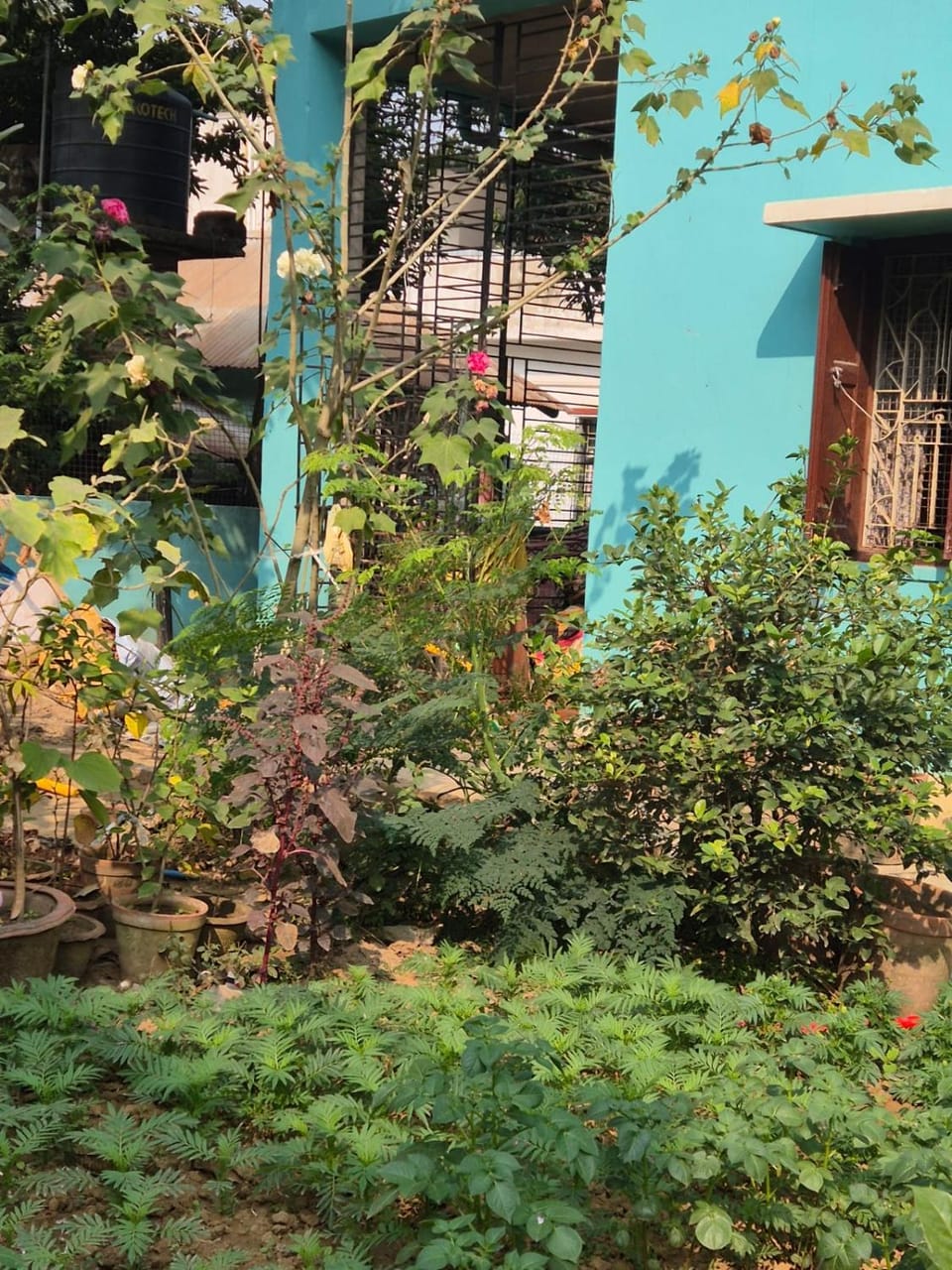 Natural landscape, Garden