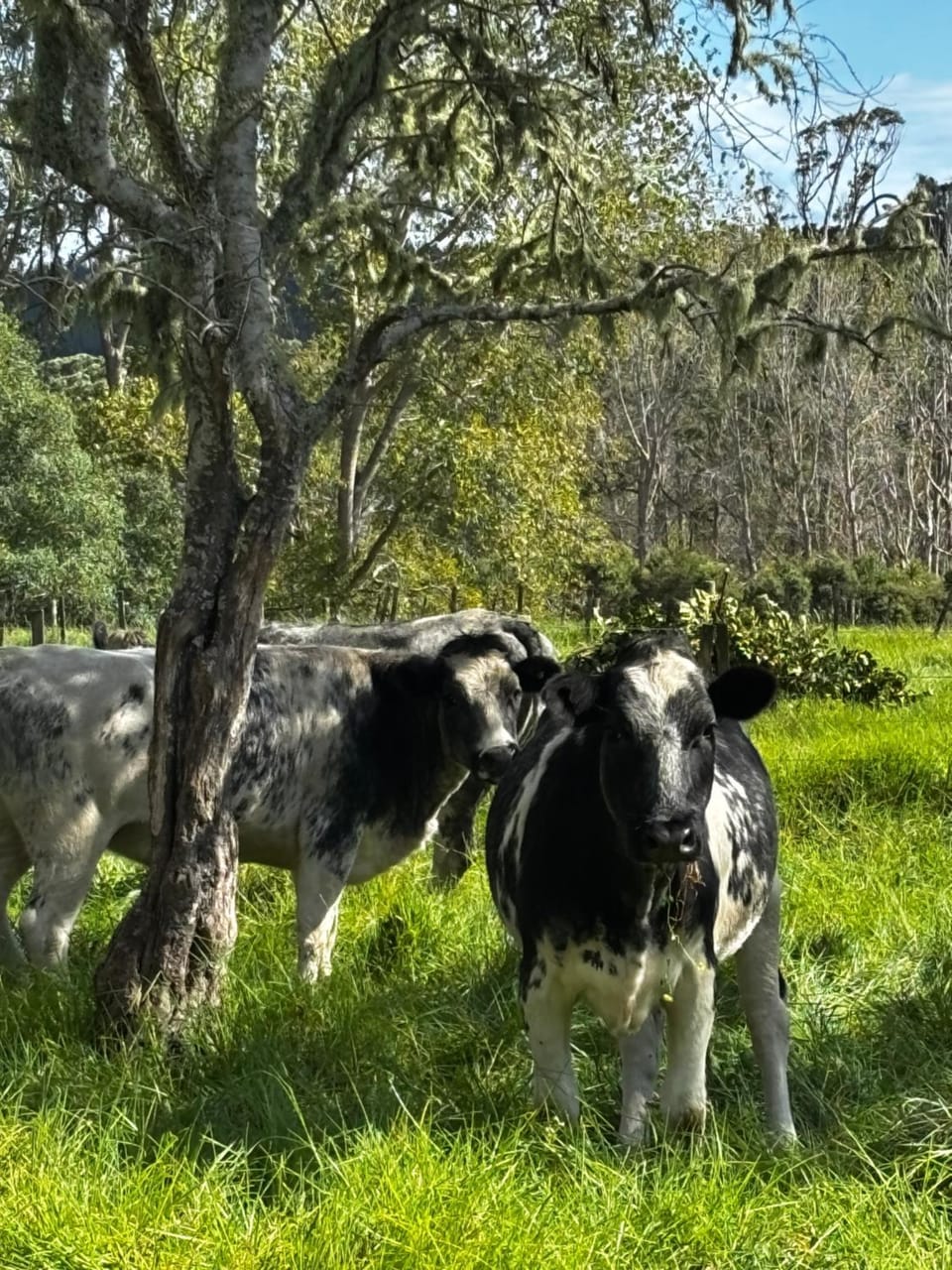 Clay Cottage House in Auckland