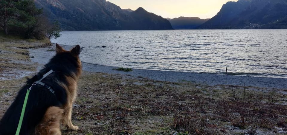 Day, Natural landscape, Animals, Pets, Lake view, Mountain view