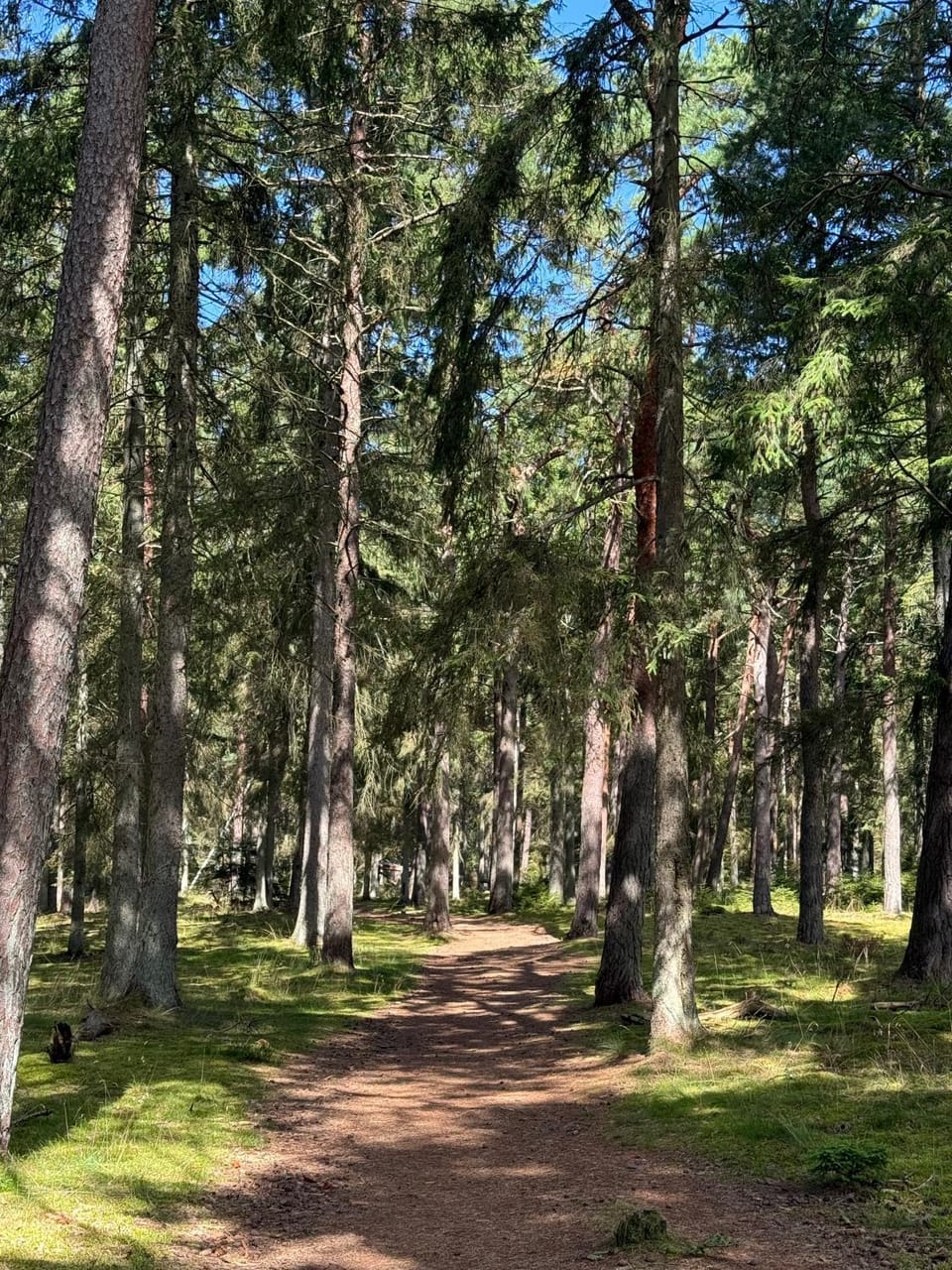 Romantic glamping in the forest near a sandy beach Luxury tent in Zealand