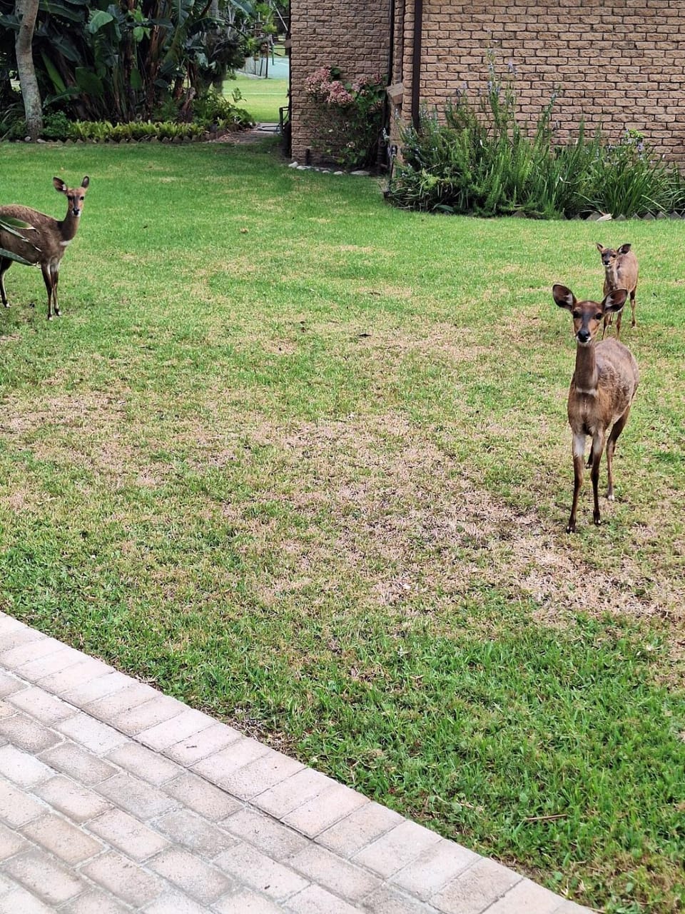 Day, Natural landscape, Garden, Animals, Garden view