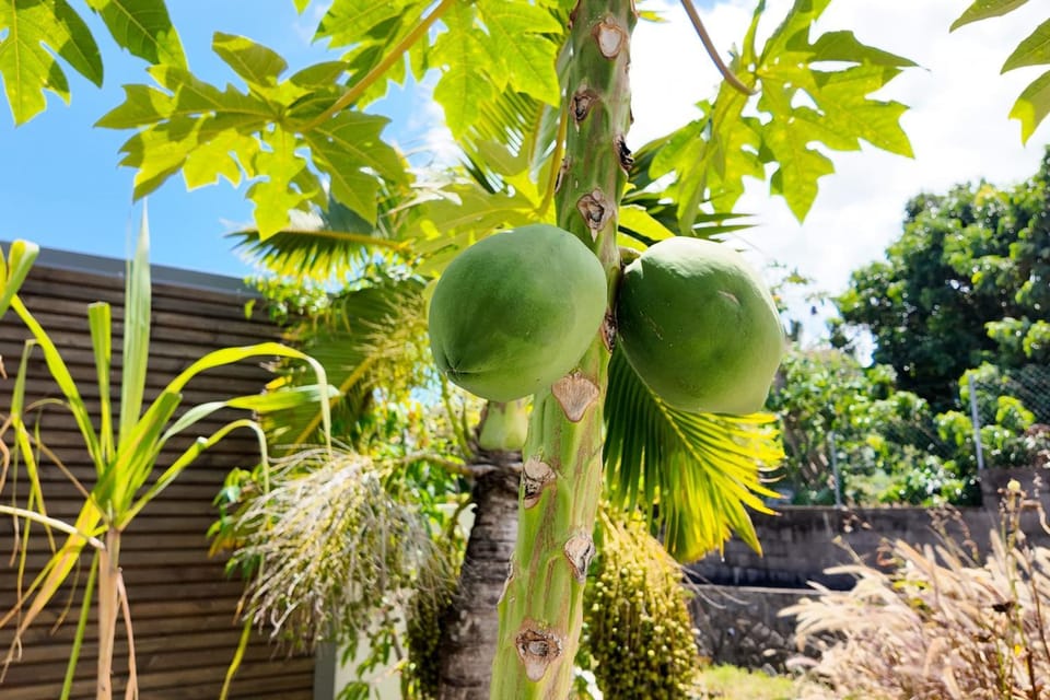 Day, Garden, Garden view