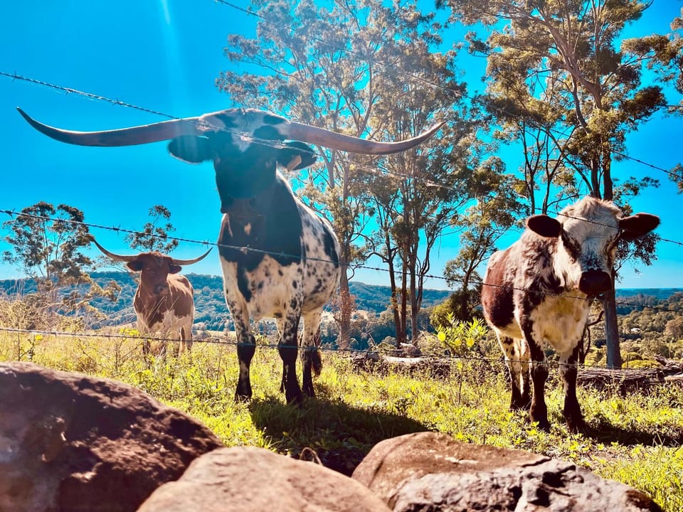 El Rancho Cabarita Beach - Longhorn House in Tweed Heads