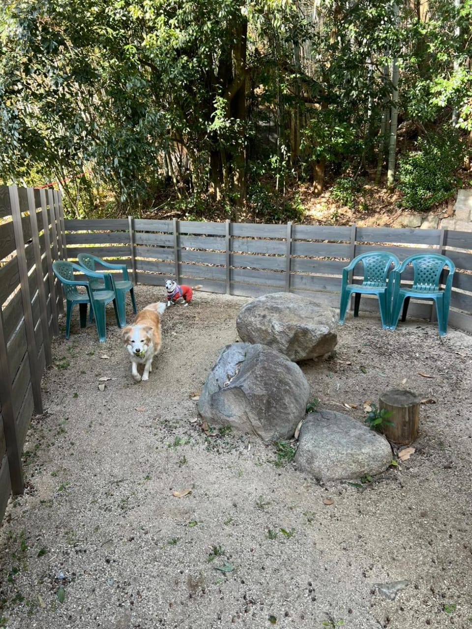 Patio, Balcony/Terrace, Animals, Pets