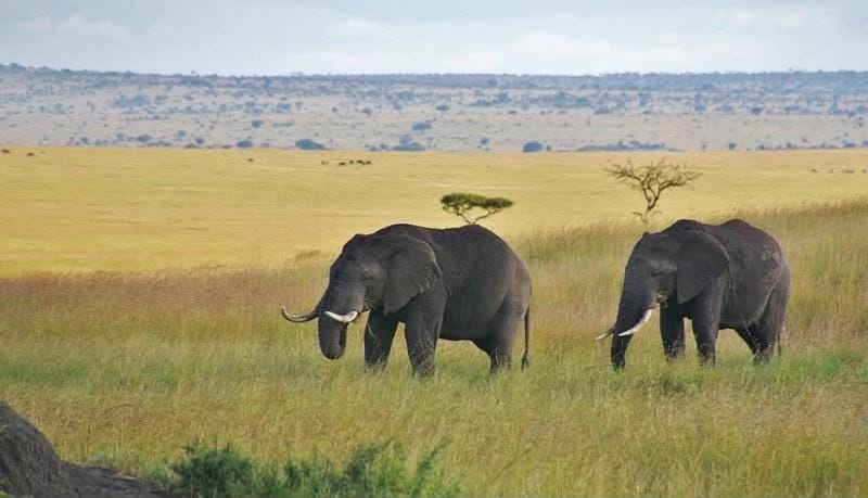 Empiris Lodge Nature lodge in Kenya