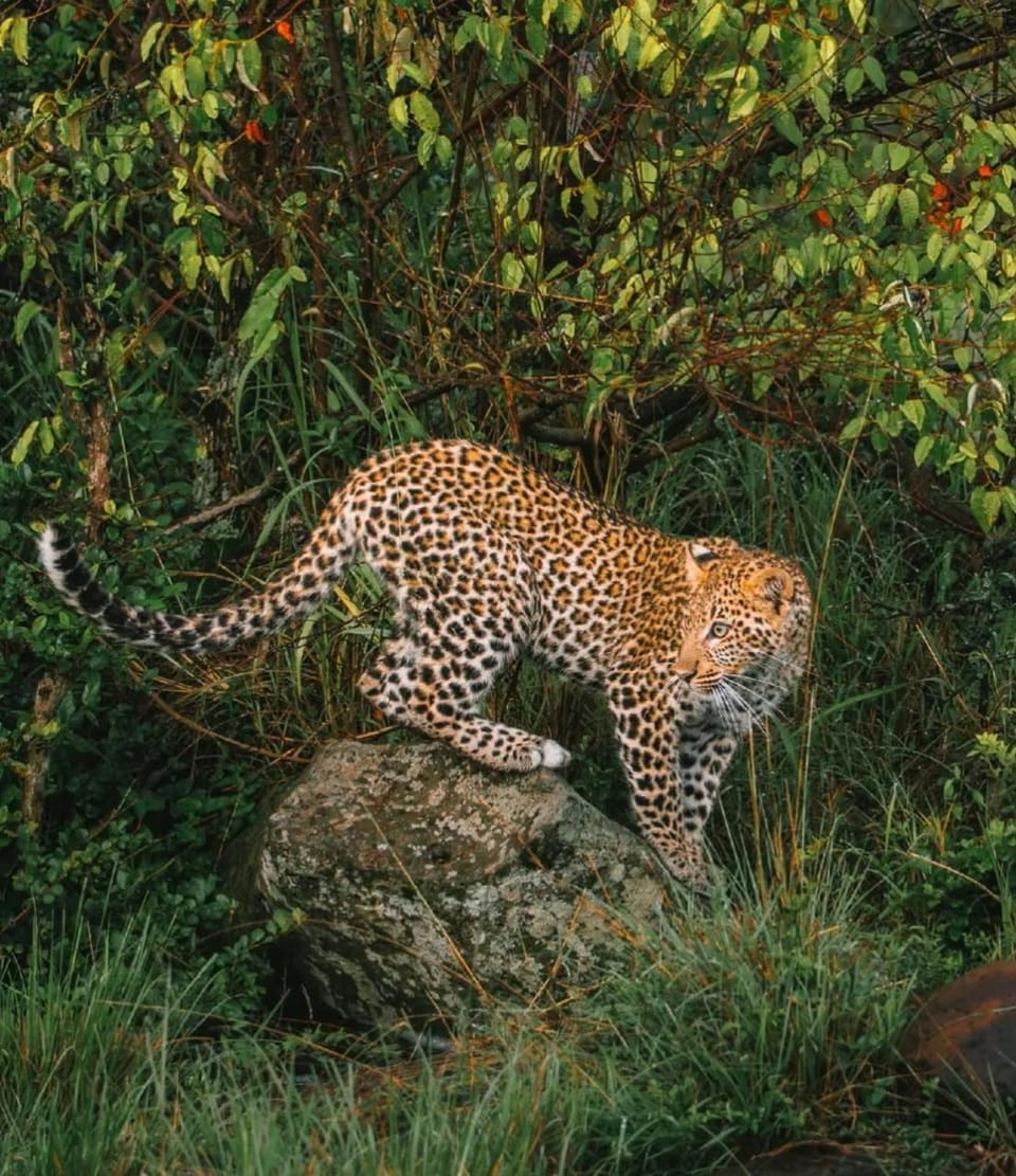 Empiris Lodge Nature lodge in Kenya