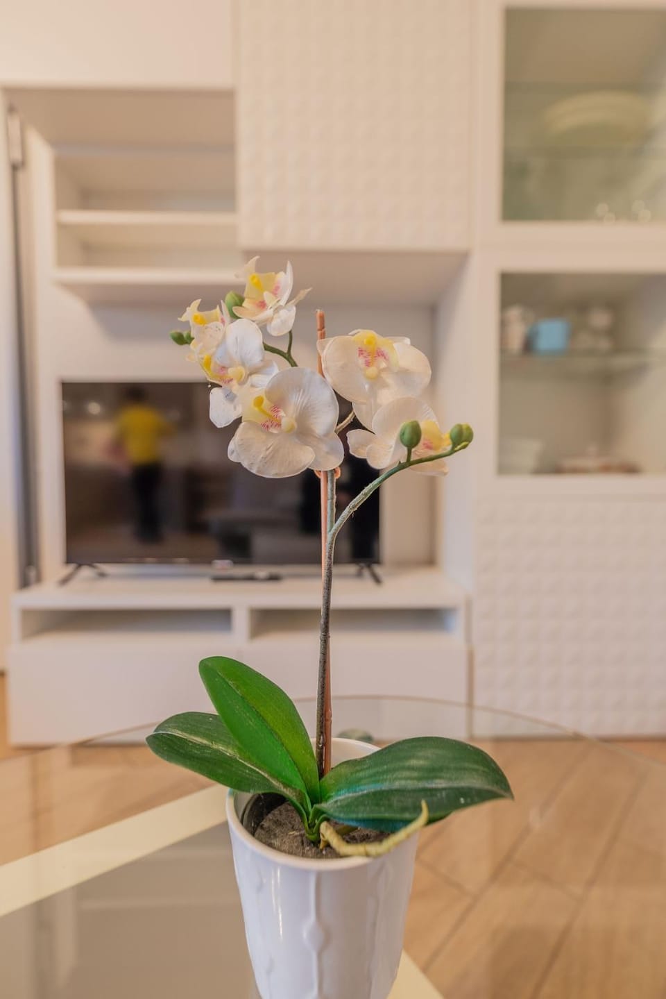 Windrose D&S Apartment in Pisa