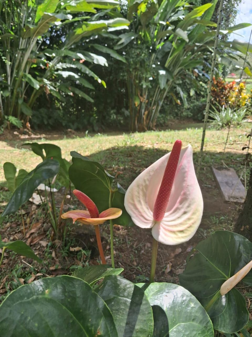 Studio Anthurium Apartment in Martinique