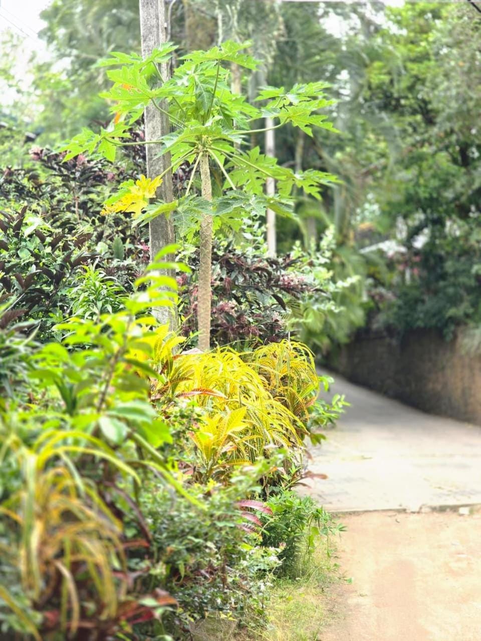 Hotel Blue Mount View Kandy Hotel in Kandy